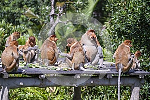 Family of wild Proboscis monkey or Nasalis larvatus, in the rainforest of island Borneo, Malaysia, close up