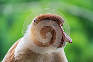 Family of wild Proboscis monkey or Nasalis larvatus, in the rainforest of island Borneo, Malaysia, close up