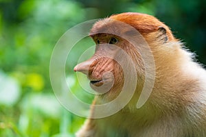 Family of wild Proboscis monkey or Nasalis larvatus, in the rainforest of island Borneo, Malaysia, close up