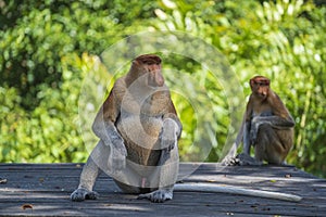 Family of wild Proboscis monkey or Nasalis larvatus, in the rainforest of island Borneo, Malaysia, close up