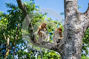 Familia de Salvaje monos o en selva de isla Malasia de cerca 