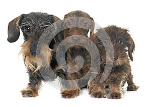 Family Wire haired dachshund