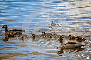 Family of wood ducks