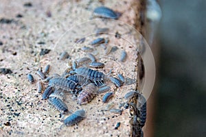 Family of woodlice on a brick