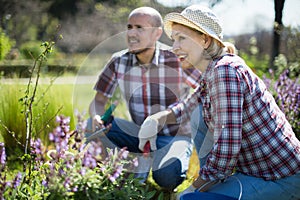 Family work in the garden. Woman and man grow roses