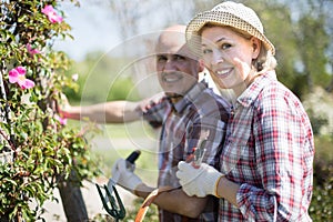 Family work in the garden. Woman and man grow roses