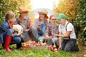 Family working and have fun in apple orchard