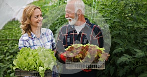 Family working together in greenhouse. Healthy organic food concept