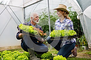 Family working together in greenhouse. Portrait of grandfather, child working in family garden.