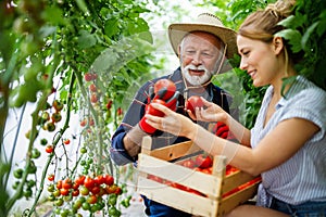 Family working together in greenhouse. Portrait of grandfather, child working in family garden.