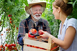 Family working together in greenhouse. Portrait of grandfather, child working in family garden.