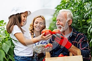 Family working together in greenhouse. Portrait of grandfather, child working in family garden.