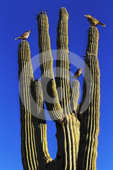 Family of wrens perched atop a cactus against a bright blue sky
