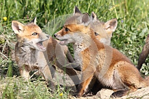 Family of young red foxes