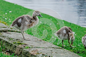 family of young wild ducks on the grass