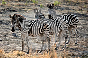 Family of zebra standing in the African savannah