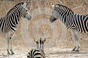 A family of Zebras in the wild in Senegal