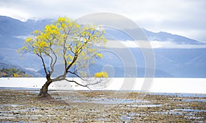 The Famous Alone Tree at Lake Wanaka in Autumn,  Queenstown, New Zealand