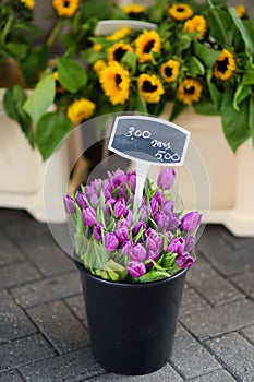 The famous Amsterdam flower market Bloemenmarkt. Bouquet purple tulips.