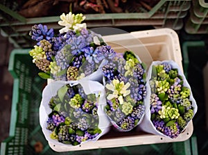 The famous Amsterdam flower market Bloemenmarkt. Bouquets of hyacinths