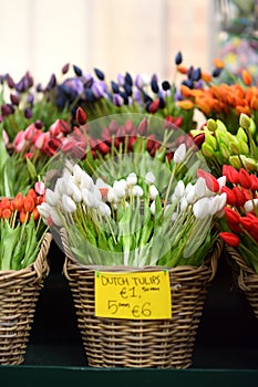 The famous Amsterdam flower market Bloemenmarkt. Multicolor tulips.