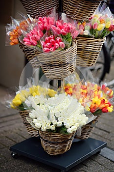 The famous Amsterdam flower market Bloemenmarkt. Multicolor tulips.