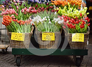 The famous Amsterdam flower market Bloemenmarkt. Multicolor tulips.