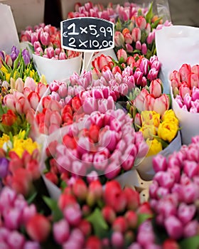 The famous Amsterdam flower market Bloemenmarkt. Multicolor tulips. The Symbol Of The Netherlands