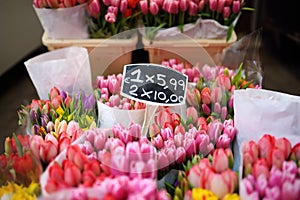 The famous Amsterdam flower market Bloemenmarkt. Multicolor tulips. The Symbol Of The Netherlands