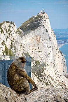 The famous apes of Gibraltar