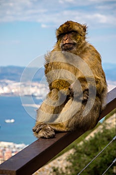 The famous apes of Gibraltar