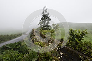 The famous aqueducts from SÃ£o Miguel Island near Sete Cidades on the Azores