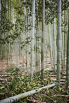 Famous Arashiyama Bamboo forest in Kyoto, Japan