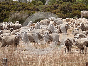 Famous australian sheep.