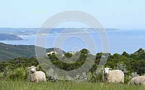 Famous australian sheep.