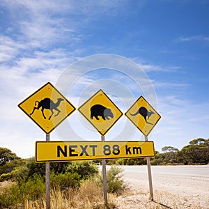 Famous Australian Sign Camels Wombats Kangaroos
