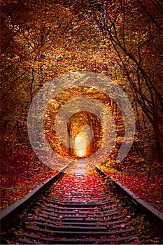 Famous Autumn Trees Tunnel with old railway - Tunnel of Love. Natural tunnel of love formed by trees