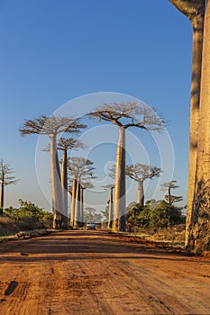 The famous Avenue of the Baobabs in Madagascar