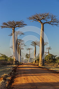 The famous Avenue of the Baobabs in Madagascar