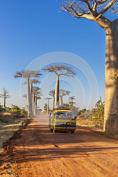 The famous Avenue of the Baobabs in Madagascar