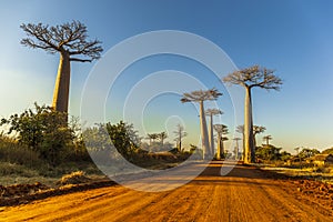 The famous Avenue of the Baobabs in Madagascar