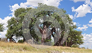 Famous Baines baobabs