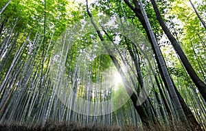 Famous bamboo forest in Kyoto city, Japan photo