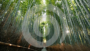 Famous Bamboo forest near Arashiyama, Kyoto city, Japan