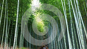 Famous Bamboo forest near Arashiyama, Kyoto city, Japan