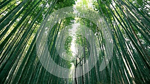 Famous Bamboo forest near Arashiyama, Kyoto city, Japan