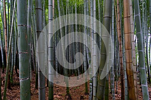 Famous bamboo grove at Arashiyama, Kyoto