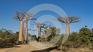 The famous baobab alley in the afternoon. Tall trees with thick trunks and compact crowns grow in a row along a red-soil dirt road