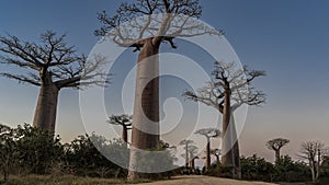 The famous baobab alley in the evening. Madagascar.