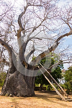 Famous Baobab of Mekatilili freedom fighter